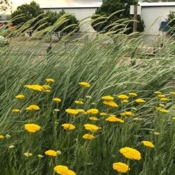 Great Basin Wildrye -High country gradens leymus cinereus wwg 4
