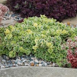 SunSparkler® Sedum Collection 10 SunSparkler® Sedum Collection -High country gradens lime twister sq