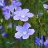 Spanish Blue Flax (Linum) -High country gradens linum narbonense spanish blue flax 2 cropped