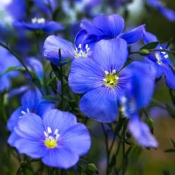 Appar Blue Flax (Linum)