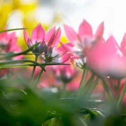 Little Beauty Wildflower Tulip 7 Little Beauty Wildflower Tulip -High country gradens little beauty wildflower tulip2