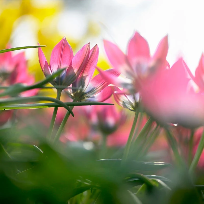 Little Beauty Wildflower Tulip 4 Little Beauty Wildflower Tulip - Image 2