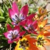 Little Beauty Wildflower Tulip -High country gradens little beauty wildflower tulip3
