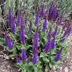 Little Night Salvia -High country gradens little night salvia hero