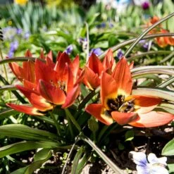 Little Princess Wildflower Tulip 8 Little Princess Wildflower Tulip -High country gradens little princess wf tulip 2