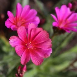 Little Raspberry Lewisia -High country gradens little raspberry lewisia hero