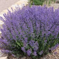 FireSmart Collection - Zone 3