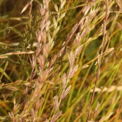 Annual Rye Grass Seeds -High country gradens lolium multiflorum 2