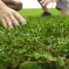 Microclover & Low-Water Lawn Seed Mix -High country gradens low work water microclover hero