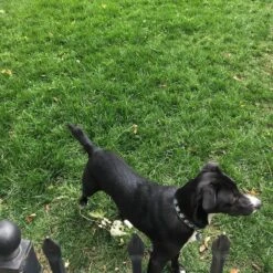 Low Work And Water Dwarf Fescue Grass Seed -High country gradens low ww dog cust photo