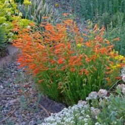 Rock Garden Collection -High country gradens luminous pineleaf penstemon 1