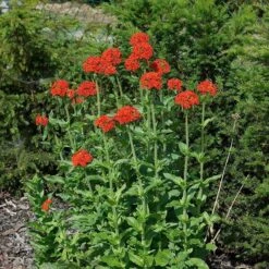 Maltese Cross (Silene) -High country gradens lychnis chalcedonica 3