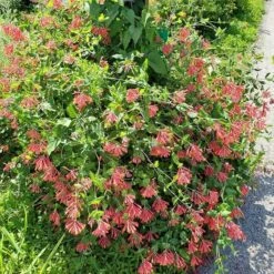 Major Wheeler Honeysuckle Vine -High country gradens major wheeler honeysuckle vine 2 1