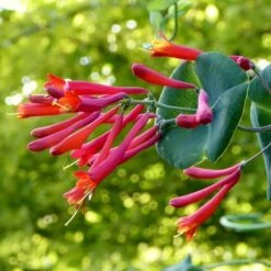 Major Wheeler Honeysuckle Vine -High country gradens major wheeler honeysuckle vine c