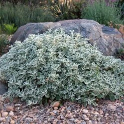 Silver Edged Horehound (Marrubium) -High country gradens marrubium rotundifolium david winger1 plant select cropped