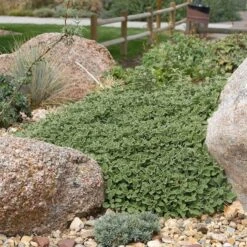 Silver Edged Horehound (Marrubium) -High country gradens marrubium rotundifolium plant select cropped