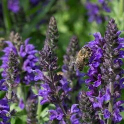 May Night Salvia -High country gradens may night savlia bee