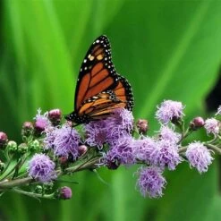 Summer Dreams Pre-Planned Garden -High country gradens meadow blazing star monarch on liatris ligulistylus 1