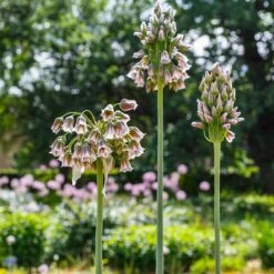 Mediterranean Bells -High country gradens mediterranean bells 2
