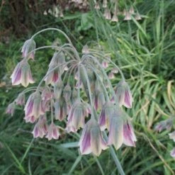 Mediterranean Bells -High country gradens mediterranean bells 3