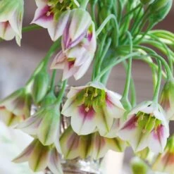 Mediterranean Bells -High country gradens mediterranean bells 4