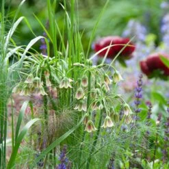 Mediterranean Bells -High country gradens mediterranean bells 5