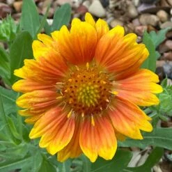 Mesa™ Peach Gaillardia -High country gradens mesa beach gaillardia cust photo