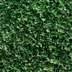 Microclover & Low-Water Lawn Seed Mix 9 Microclover & Low-Water Lawn Seed Mix -High country gradens microclover grass