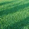 Microclover Seed (Pelleted) -High country gradens microclover seed lawn 1