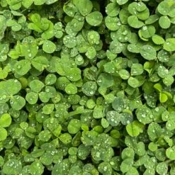 Microclover Seed (Pelleted) 10 Microclover Seed (Pelleted) -High country gradens microclover closeup sq