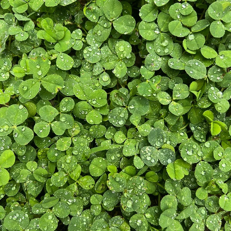 Microclover Seed (Pelleted) 6 Microclover Seed (Pelleted) - Image 4