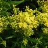 Little Lemon Goldenrod (Solidago) -High country gradens mike davy solidago little lemon goldenrod 1 1