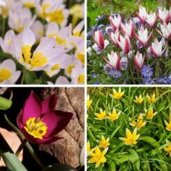 Multiplying Mini Tulip Bulb Collection -High country gradens mini multiplying tulip bulb coll 12 9 24