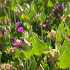 Wild Four O'Clock (Mirabilis) -High country gradens mirabilis multiflora 3
