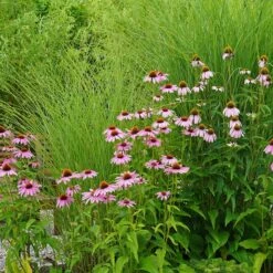 August Afternoons Pre-Planned Garden -High country gradens miscanthus echinacea sq