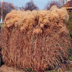 Gracillimus Miscanthus Grass -High country gradens miscanthus gracillimus walters gardens cropped