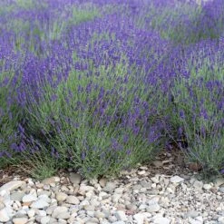 Mitcham Gray English Lavender 7 Mitcham Gray English Lavender -High country gradens mitcham gray english lavender 1