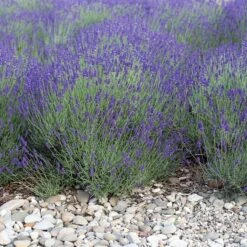 August Afternoons Pre-Planned Garden -High country gradens mitcham gray lavender sq