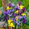 Dwarf Specie Iris Mix (Mini Iris) -High country gradens mixed specie iris visi09644
