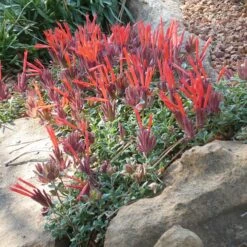 Marian Sampson Scarlet Monardella -High country gradens monardella macrantha marion sampson