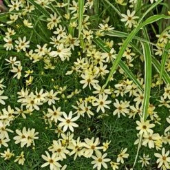 Moonbeam Coreopsis -High country gradens moonbeam coreopsis 2