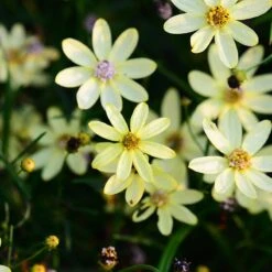 Moonbeam Coreopsis -High country gradens moonbeam coreopsis 3custphoto