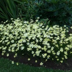 Moonbeam Coreopsis -High country gradens moonbeam coreopsis 4