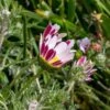 Spring Carpet Mount Atlas Daisy (Anacyclus) -High country gradens mount atlas daisy close up flower beginning bloom
