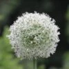 Mount Everest Allium -High country gradens mount everest allium 1