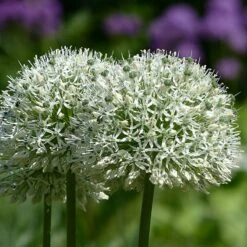 Mount Everest Allium -High country gradens mount everest allium 3
