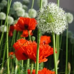 Mount Everest Allium -High country gradens mount everest allium 5