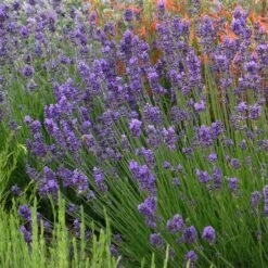 Habitat Hero Birdwatcher Pre-Planned Garden -High country gradens munstead violet english lavender
