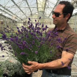 Munstead Violet English Lavender -High country gradens munstead violet english lavender david salman