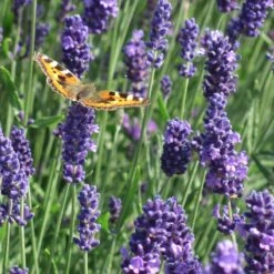 Munstead Violet English Lavender -High country gradens munstead violet english lavender meadow pollinator